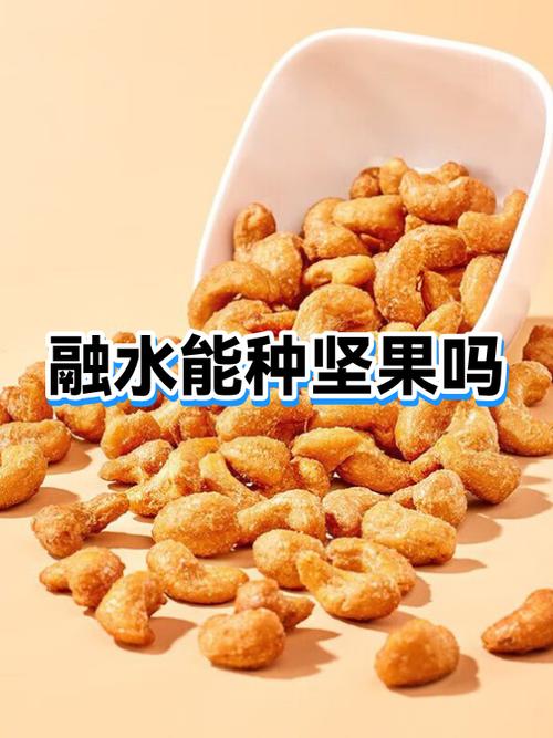 种坚果赚钱吗游戏截图