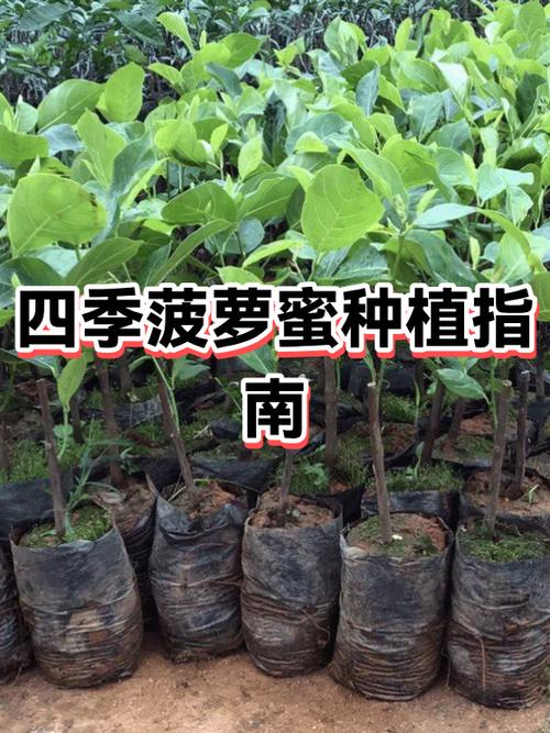 秋葵丝瓜草莓菠萝蜜的功效是什么缩略图