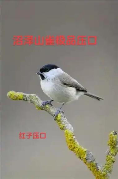 红子鸟叫声十三口mp3缩略图