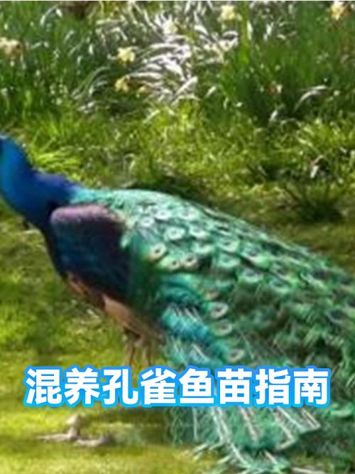 孔雀鱼和啥鱼混养好缩略图