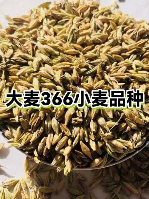 大麦一般亩产多少斤图标