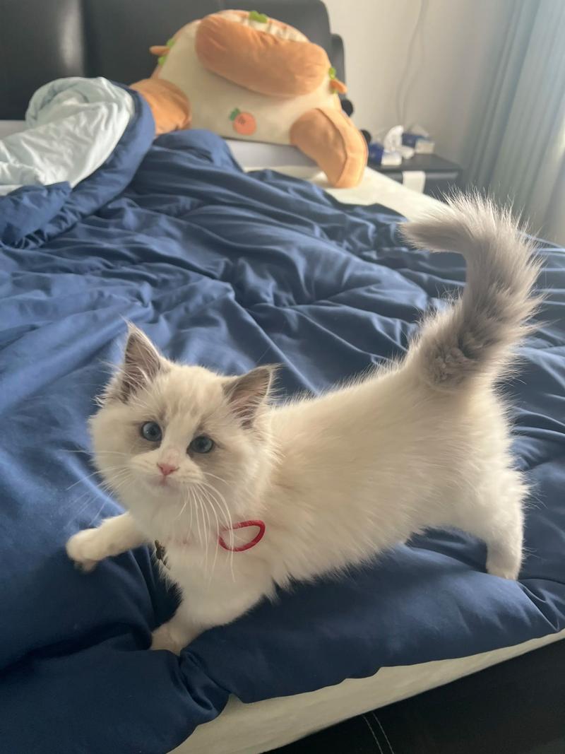 莱特猫贴吧图标