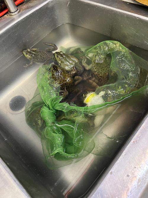 使用田鸡短视频红包版的注意事项图标