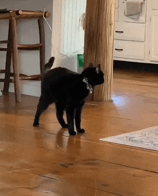 猫咪晚上像疯了一样窜来窜去