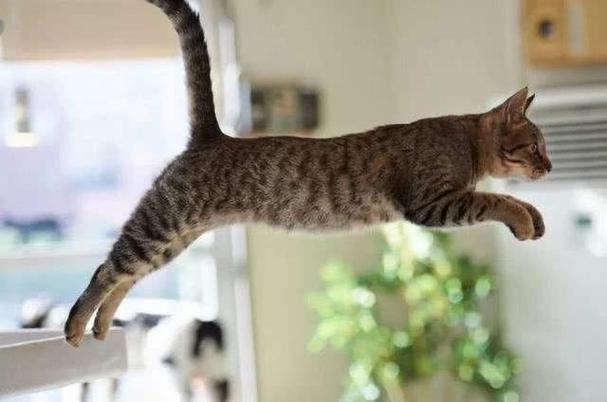 猫咪像疯了一样窜来窜去缩略图