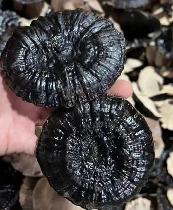 黑灵芝的功效与作用及食用方法