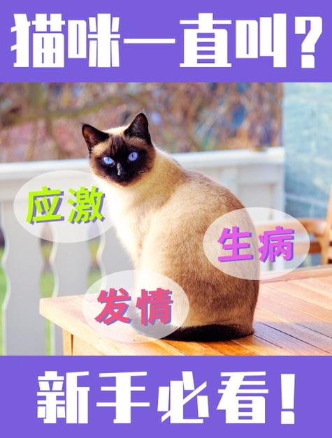 母猫一直叫个不停的原因