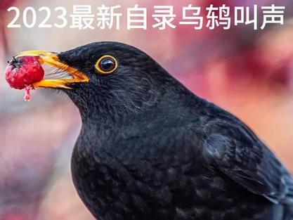 乌鸫鸟叫声大全mp3缩略图
