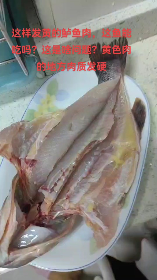 鲈鱼肉是黄颜色是正常的吗图标