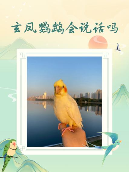 母的玄凤鹦鹉会说话吗图标