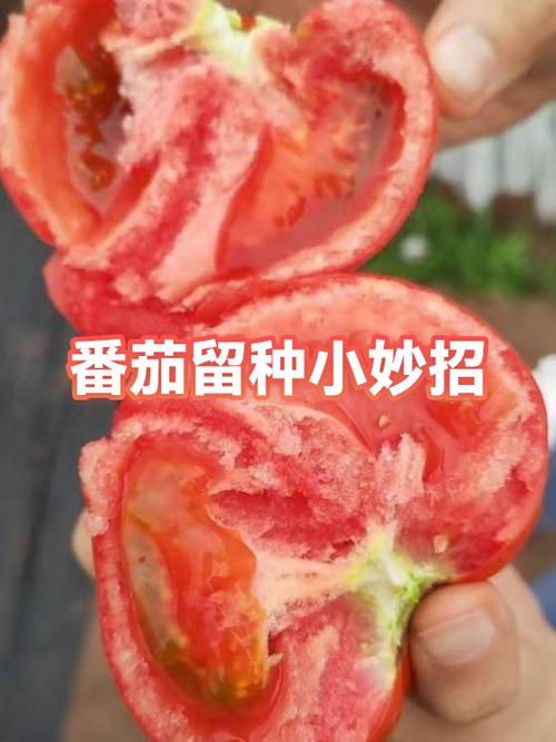 番茄旧版怎么恢复数据缩略图