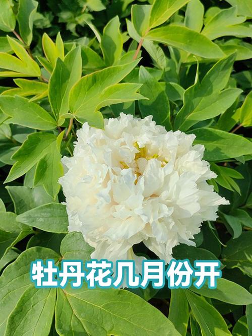 牡丹几月开花缩略图