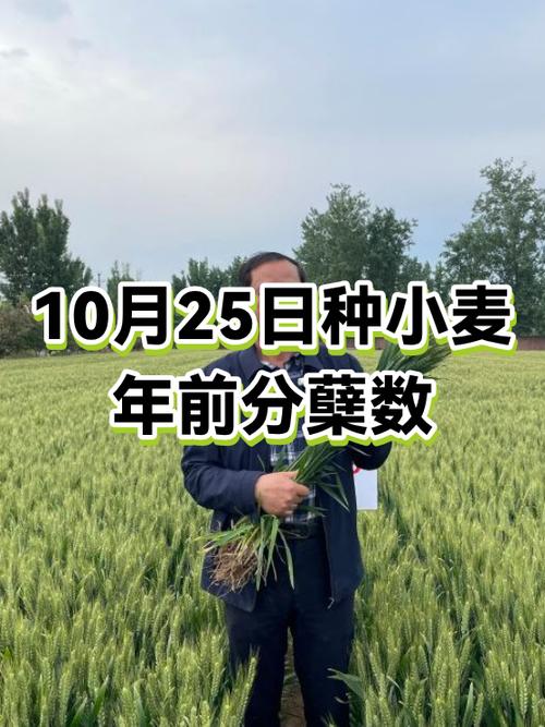 小麦分蘖的最低温度是多少