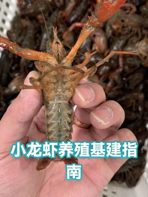 小龙虾养殖条件缩略图