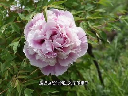 牡丹面最稀有三个品种