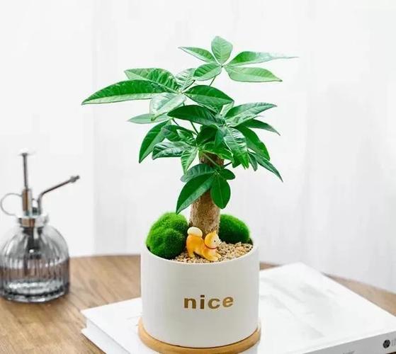 修剪发财树三大忌缩略图