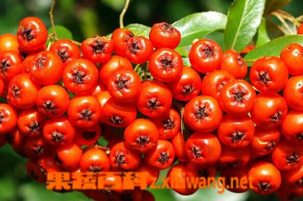 香蕉菠萝水蜜桃黄瓜丝瓜秋葵的功效与作用缩略图