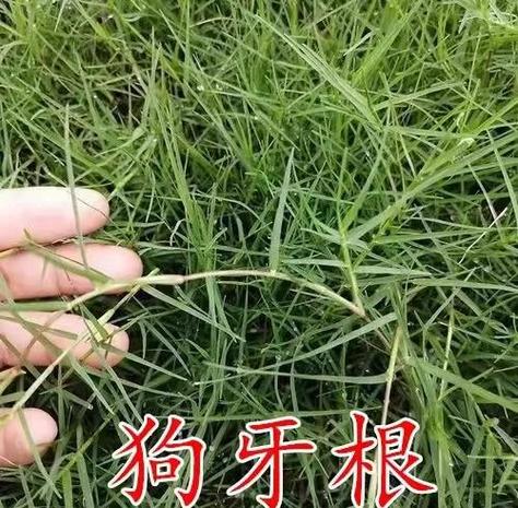 狗牙根草图片大全大图图标