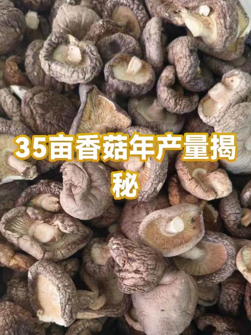 大棚蘑菇亩产量一般多少斤缩略图