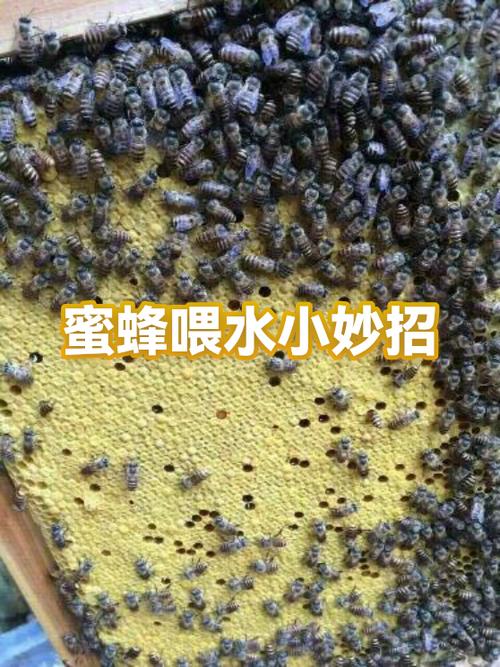 如何自制蜜蜂喂水器图标