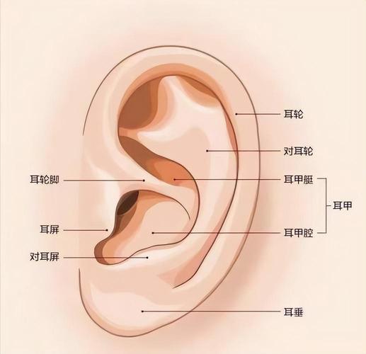 说话耳朵嗡嗡响是怎么回事?