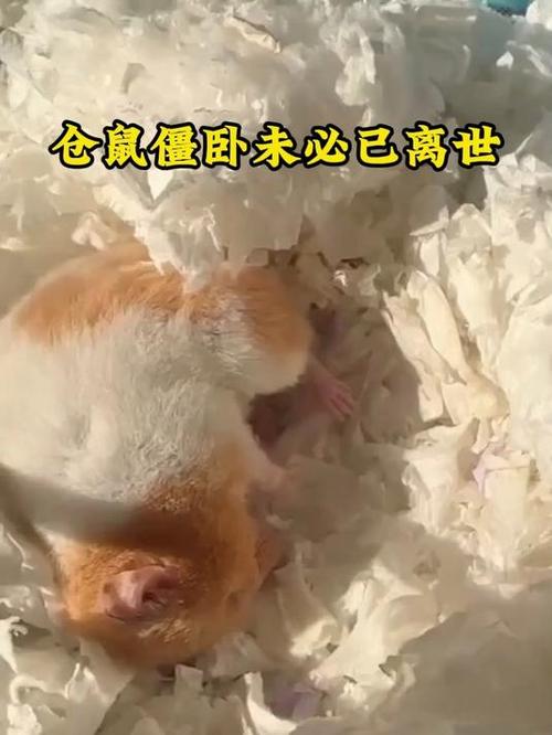 小仓鼠僵了一天还能活吗