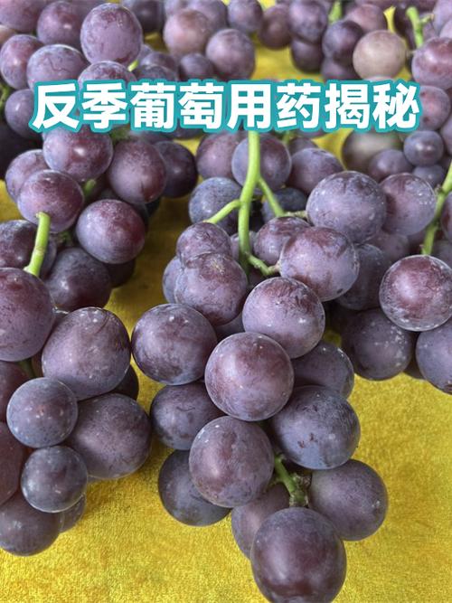 大棚种反季葡萄一亩有多少利润呢