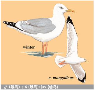 海鸥古代叫什么图标