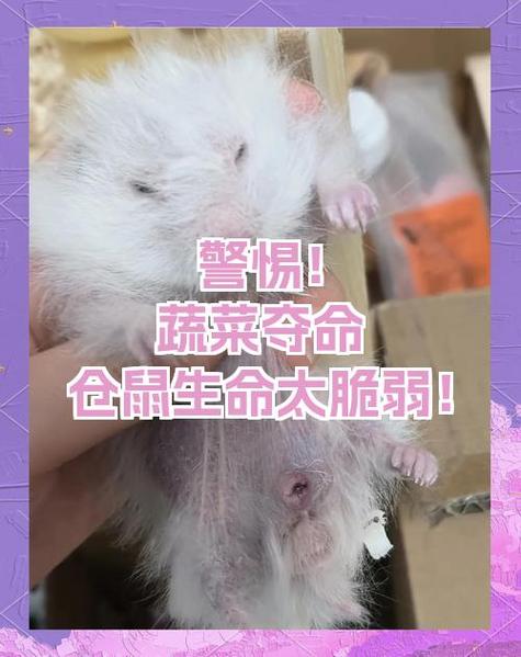 仓鼠趴着眯眼要警惕