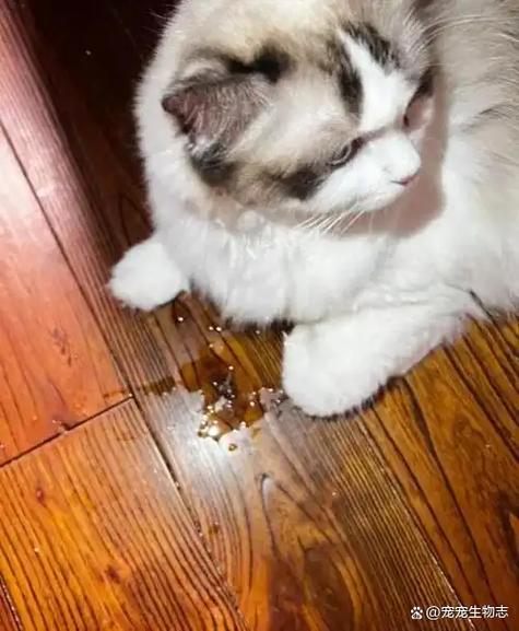 除猫尿骚味最简单方法缩略图