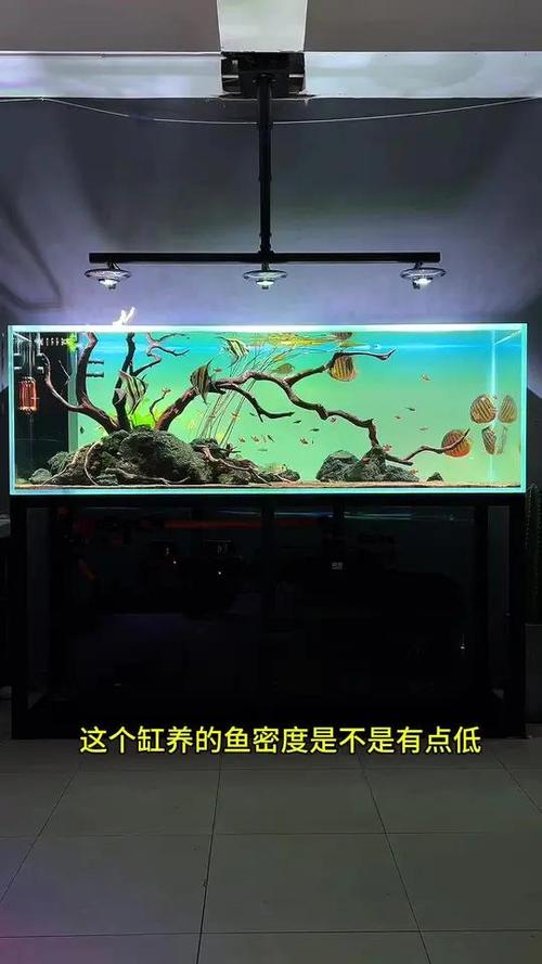 45缸养七彩神仙缩略图