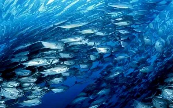 《海洋》纪录片图标