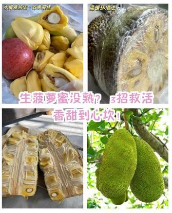 菠萝蜜没熟打开了还能催熟吗
