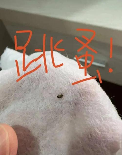 猫身上的跳蚤怎么彻底消灭