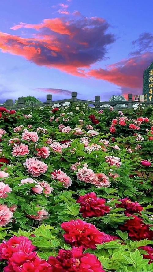 牡丹花开花季节