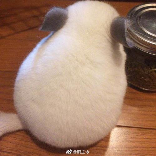 纯白龙猫贴吧图标