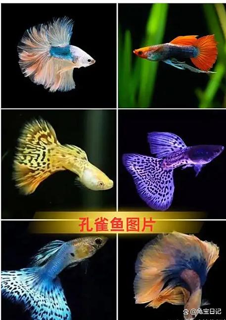 为什么不建议养孔雀鱼缩略图
