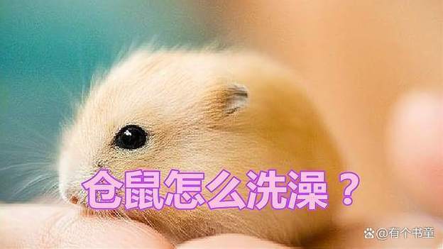 仓鼠沾水后洗澡的注意事项图标