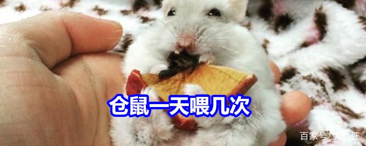 养仓鼠一天喂几次图标
