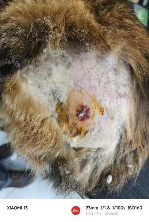 猫被开水烫了会自愈吗图标