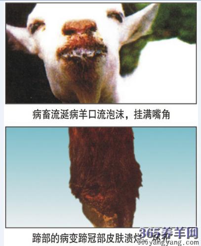 羊口吐白沫四肢抽搐要警惕四种病