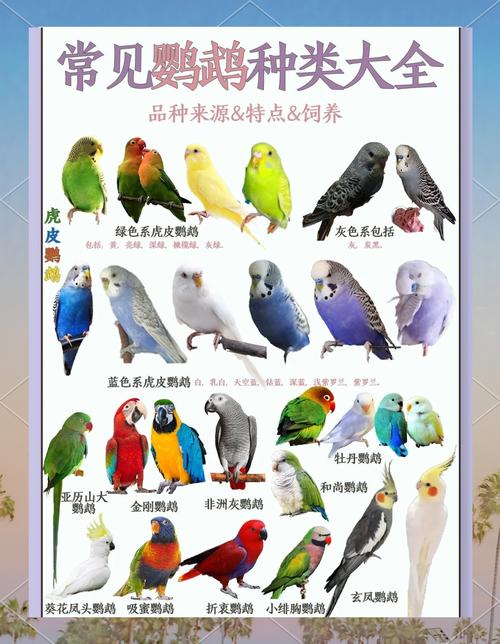 鹦鹉饿了一天就死了图标