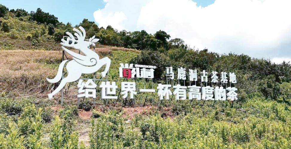 懂茶的一般在哪买茶叶