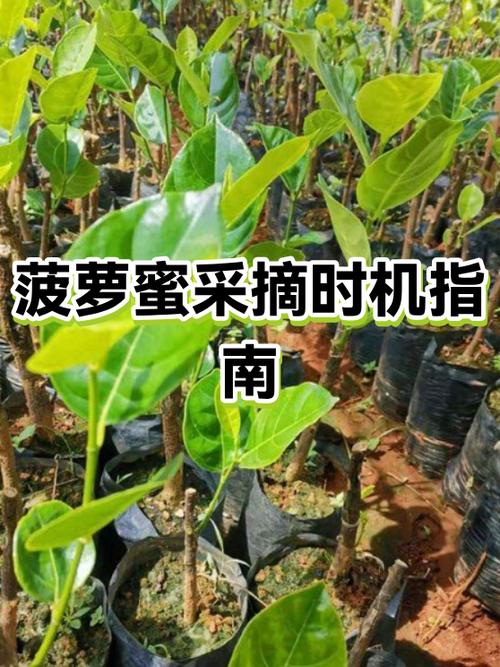 菠萝蜜的暗语是什么图标