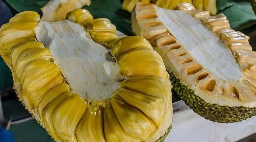 菠萝菠萝菠萝蜜菠萝菠萝蜜春姑缩略图