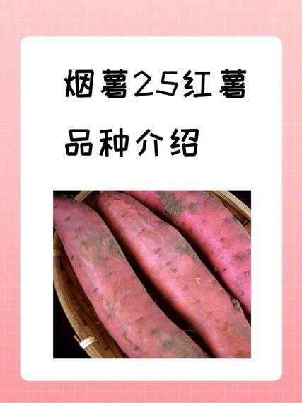 蜜薯25和烟薯25区别