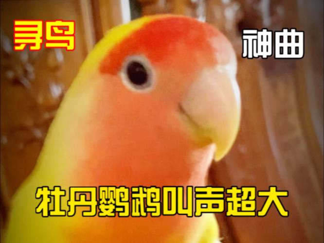 鸟叫声音效mp3图标