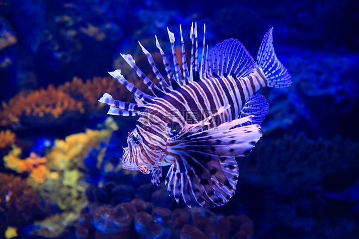 水族馆里鱼的种类图片和介绍图标