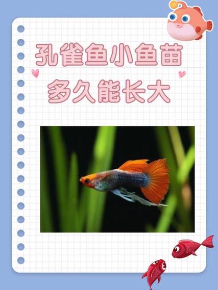 孔雀鱼多久喂食一次合适缩略图
