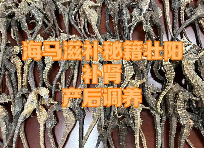 海马的功效与作用及食用方法